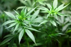 02H31095 1 - Marijuana Addiction: Key Signs & How to Begin Recovery