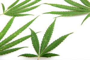 marijuana leaves on white background