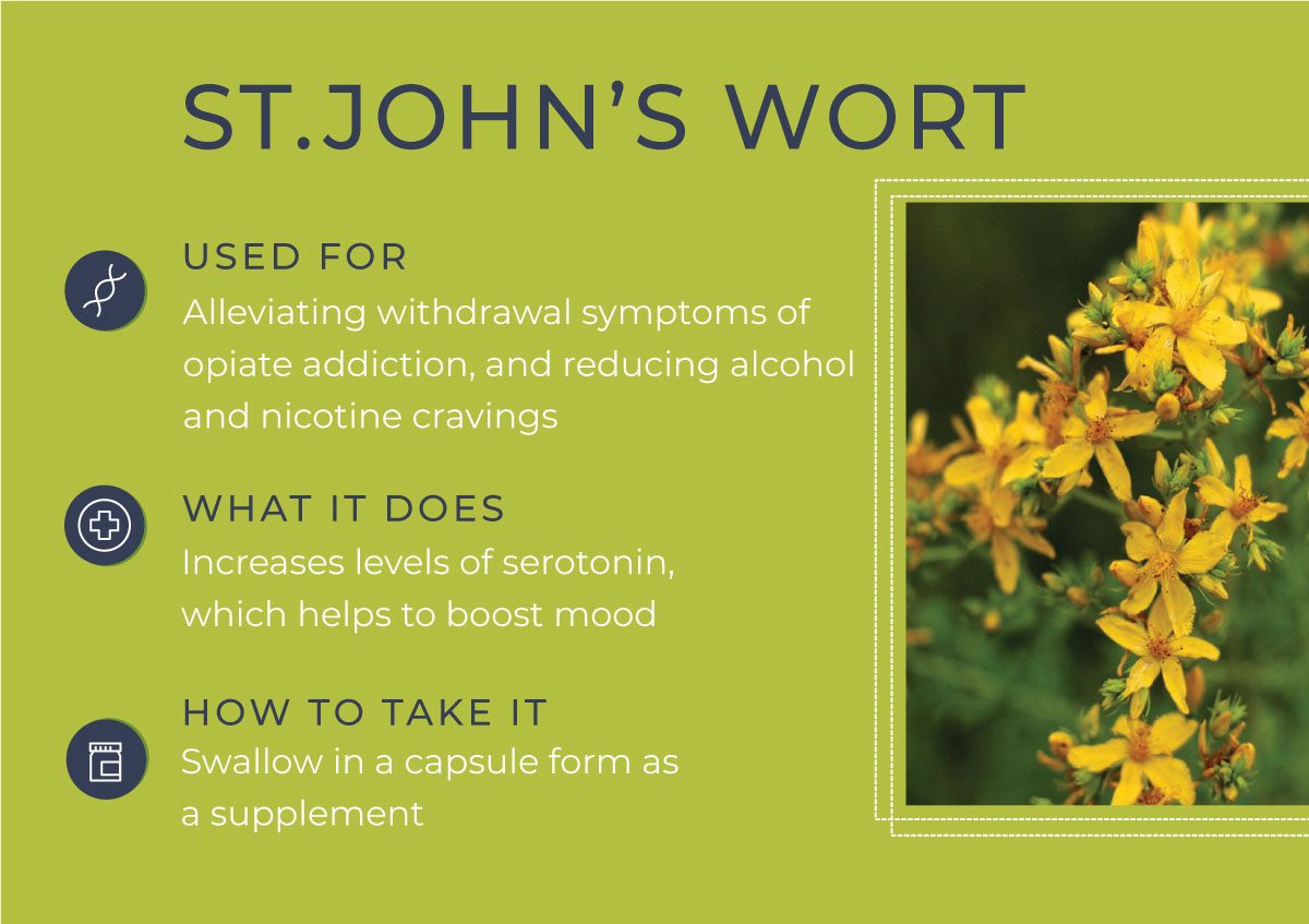 8 Herbs to Curb Your Cravings - ST.John's Wort