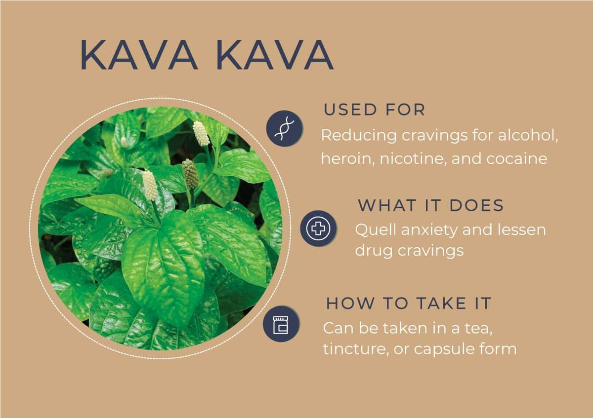 8 Herbs to Curb Your Cravings - Kava Kava