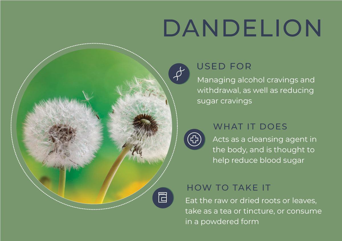 8 Herbs to Curb Your Cravings - Dandelion