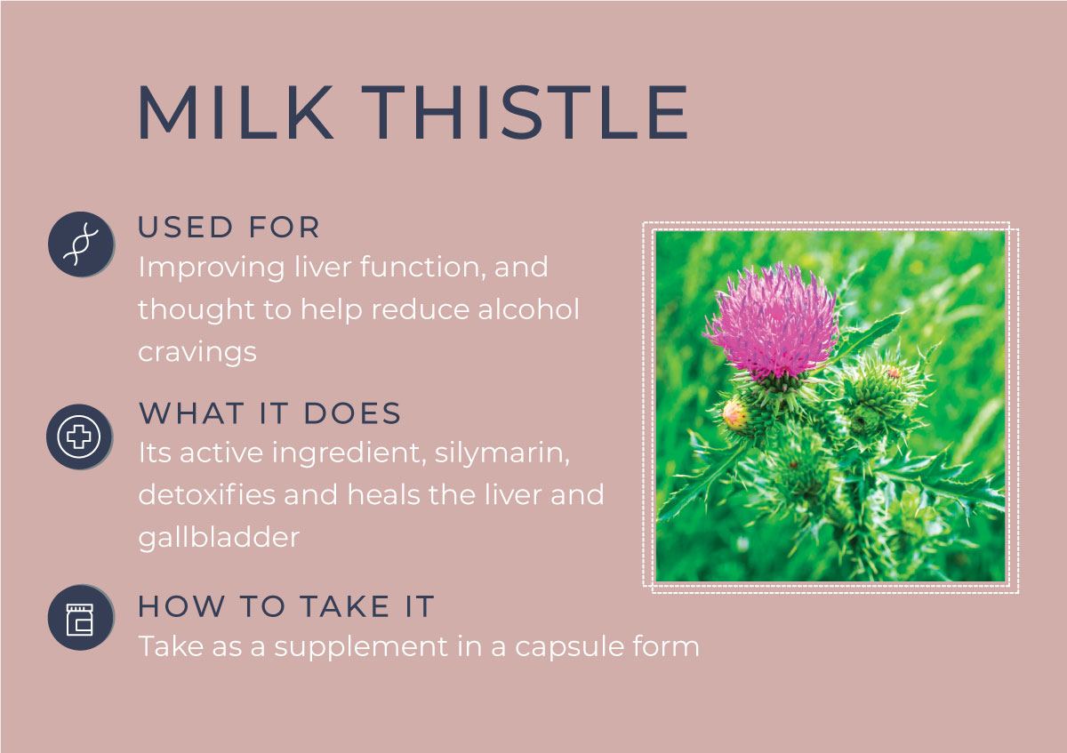 8 Herbs to Curb Your Cravings - Milk Thistle