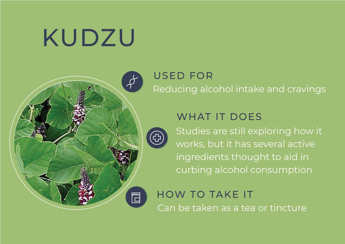 8 Herbs to Curb Your Cravings - Kudzu